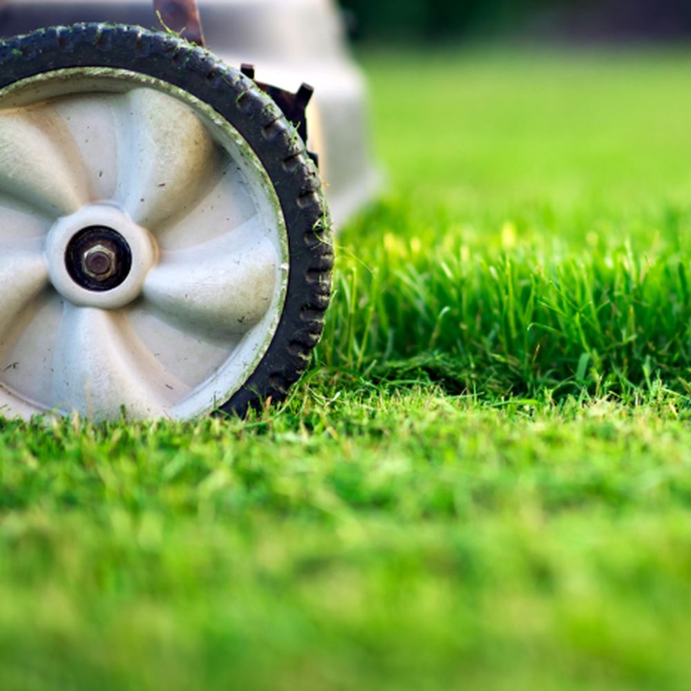 moss out for lawn granules
