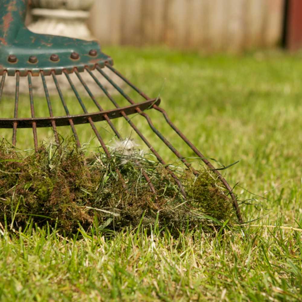 moss out for lawn granules