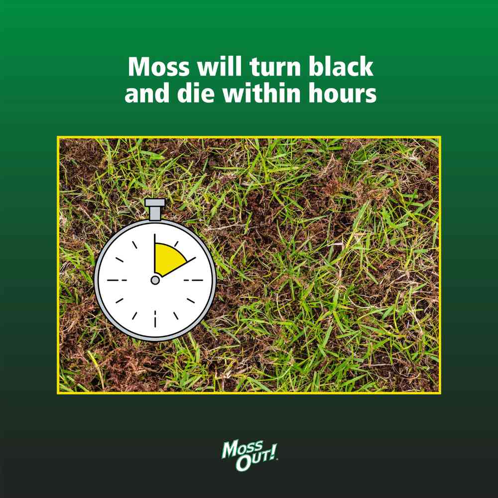moss out for lawns liquid