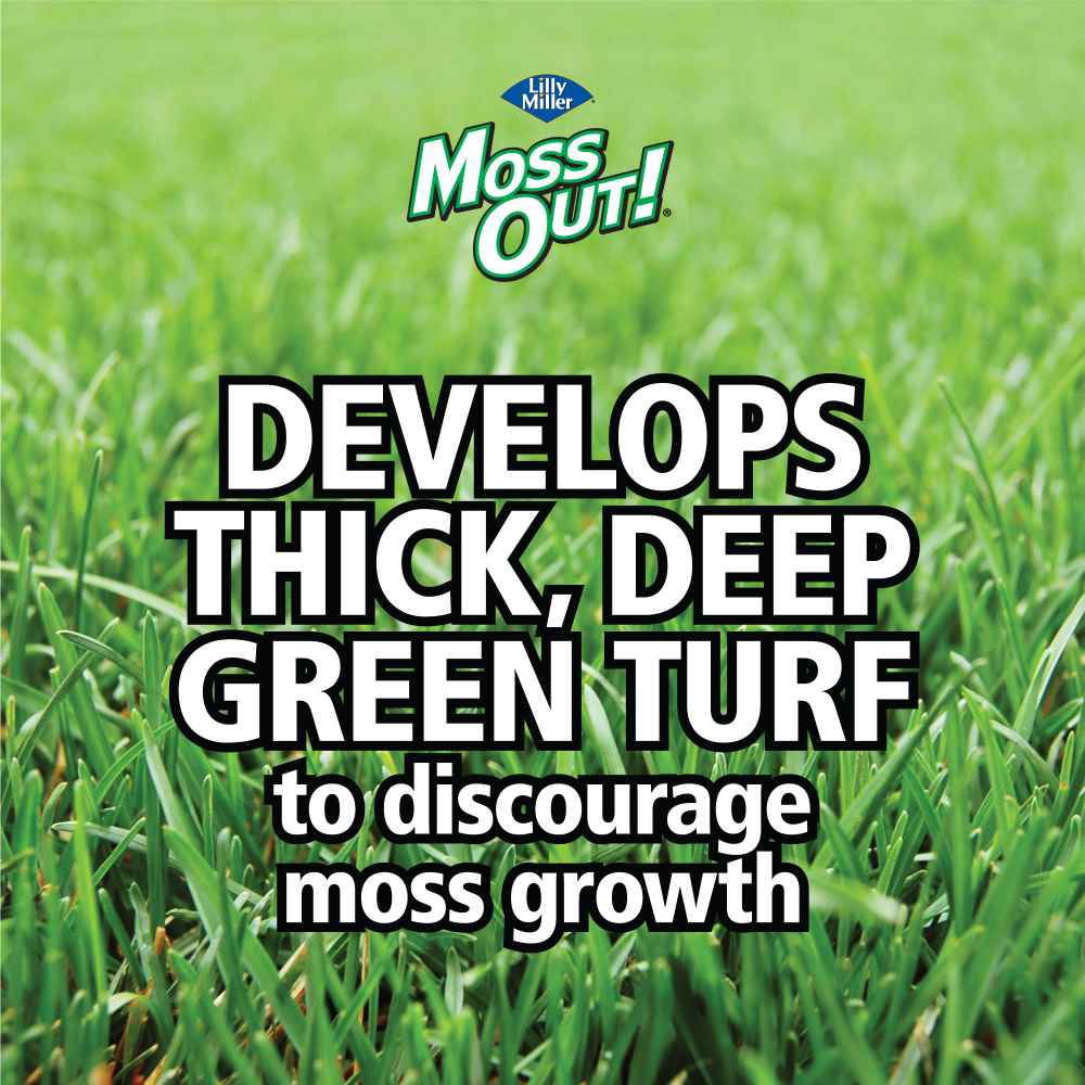moss out fertilizer for lawns