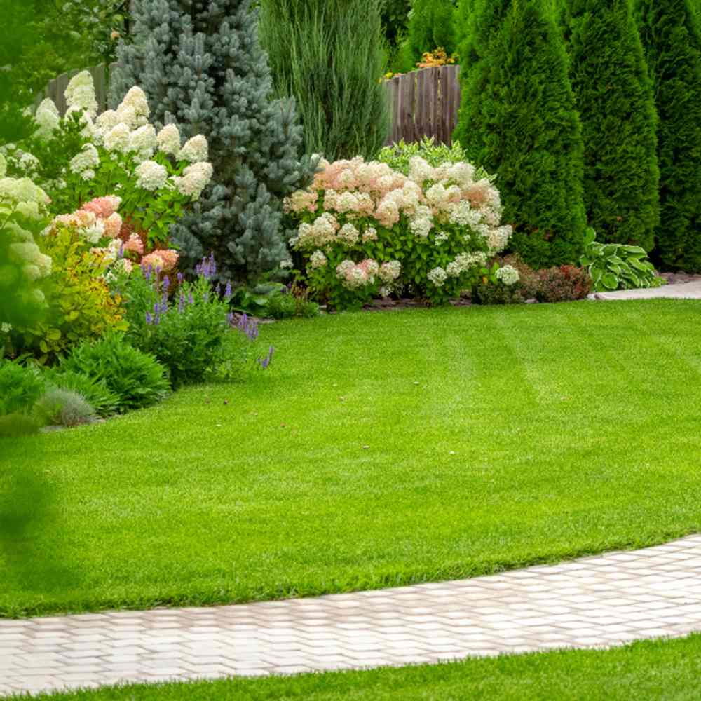moss out fertilizer for lawns