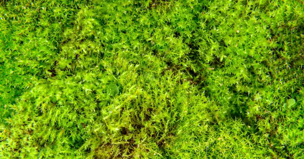 Get Rid of Moss for Good