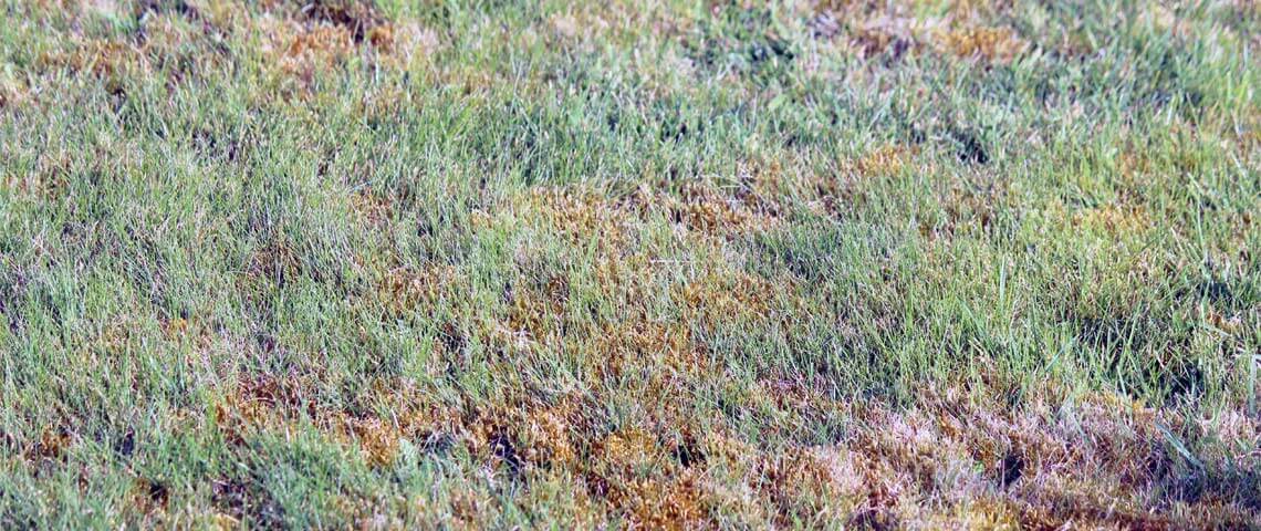 Moss in grass