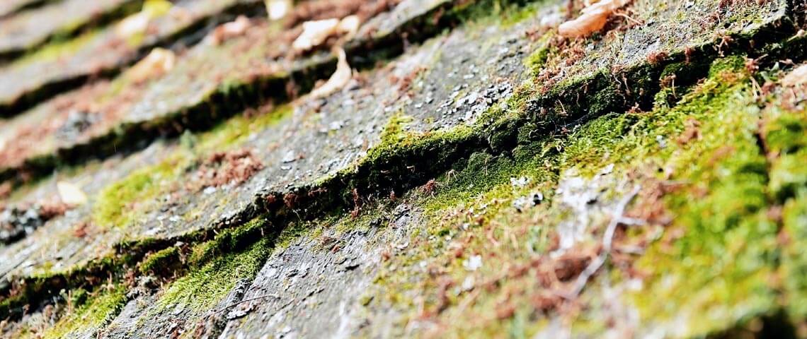 Shingles damaged by moss growth
