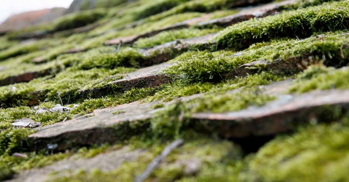 Structural moss can damage roofs and lead to extensive repairs.