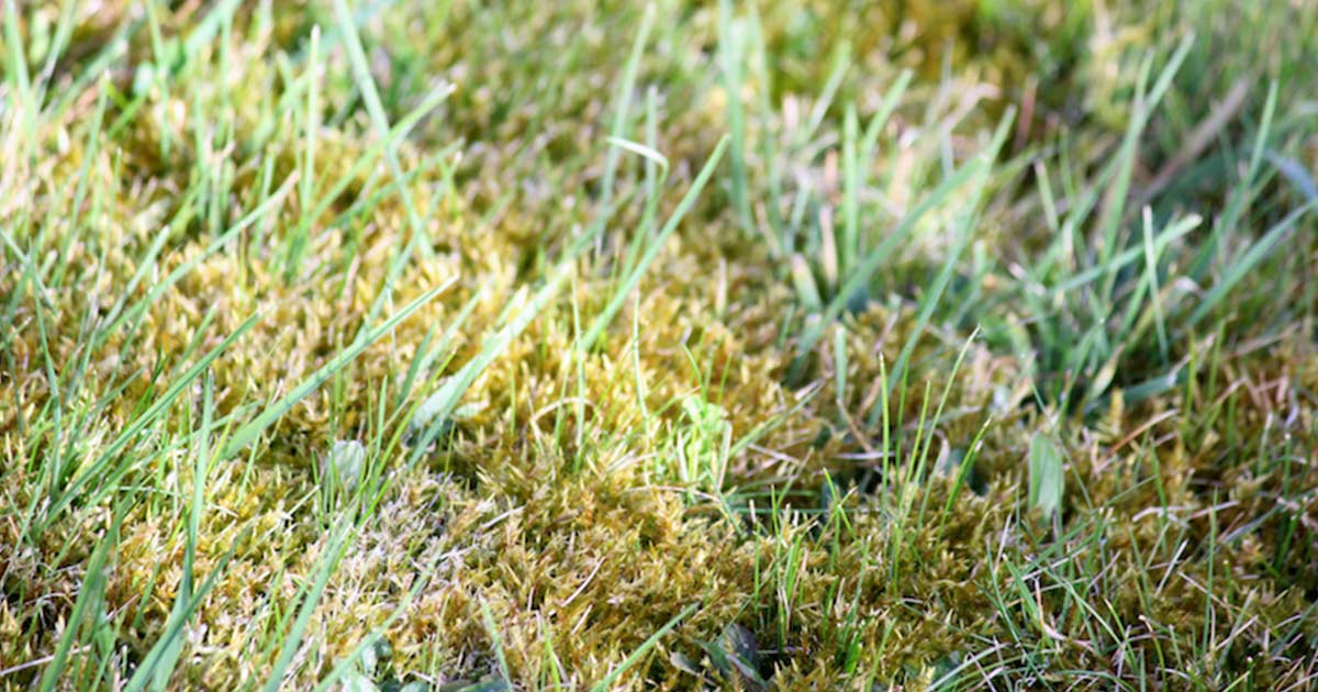 Lawn Moss And Keep It Gone