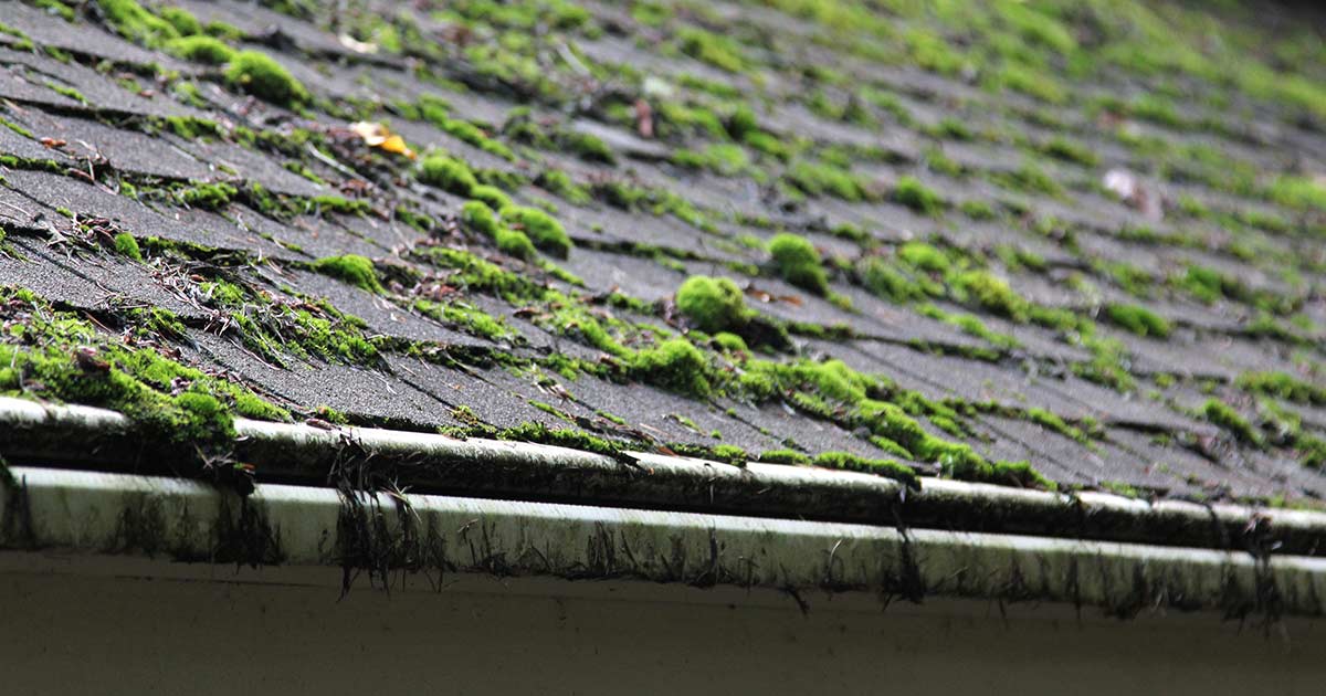 moss-on-roof